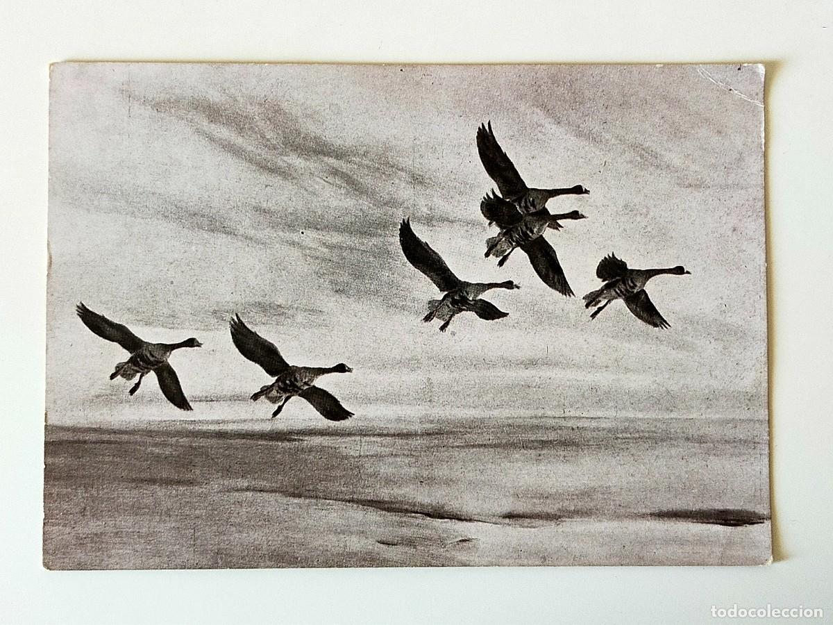 Cartes Postales: Tarjeta Postal PAJAROS EN VUELO - Cromo Tipograf&iacute;a JEREZ GRAFICO - Sin Circular.