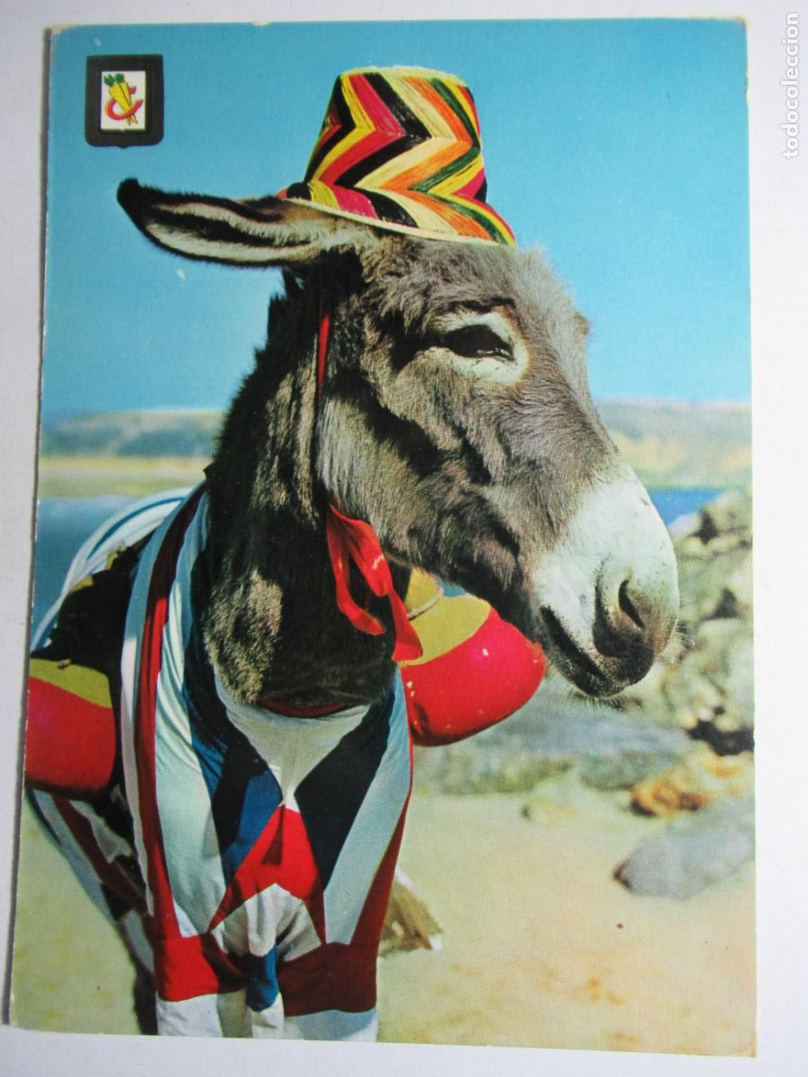 Postales: Postal burrito burro asno - Foto 1