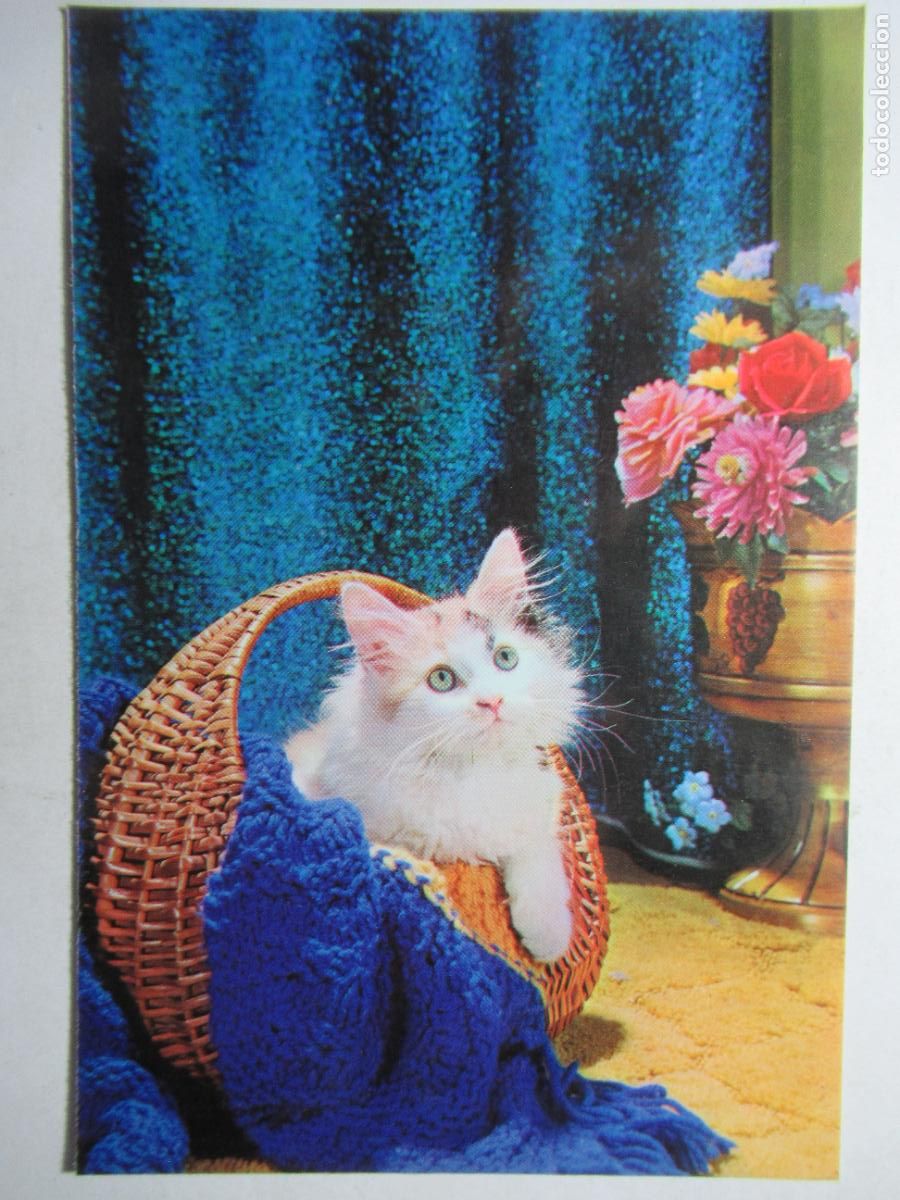 Postales: Postal gatito en un cesto - Foto 1
