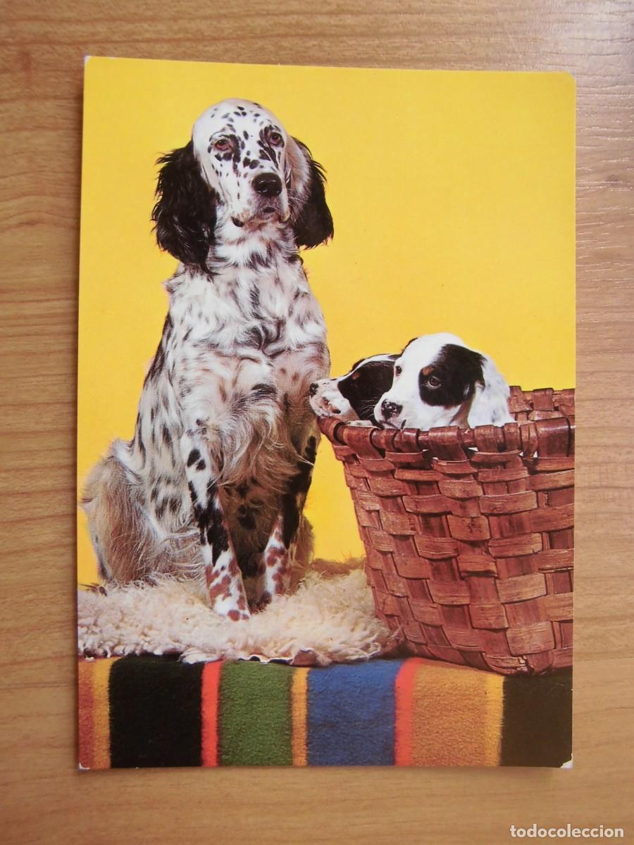 Postales: POSTAL PERROS CON CESTA SAVIR - Foto 1