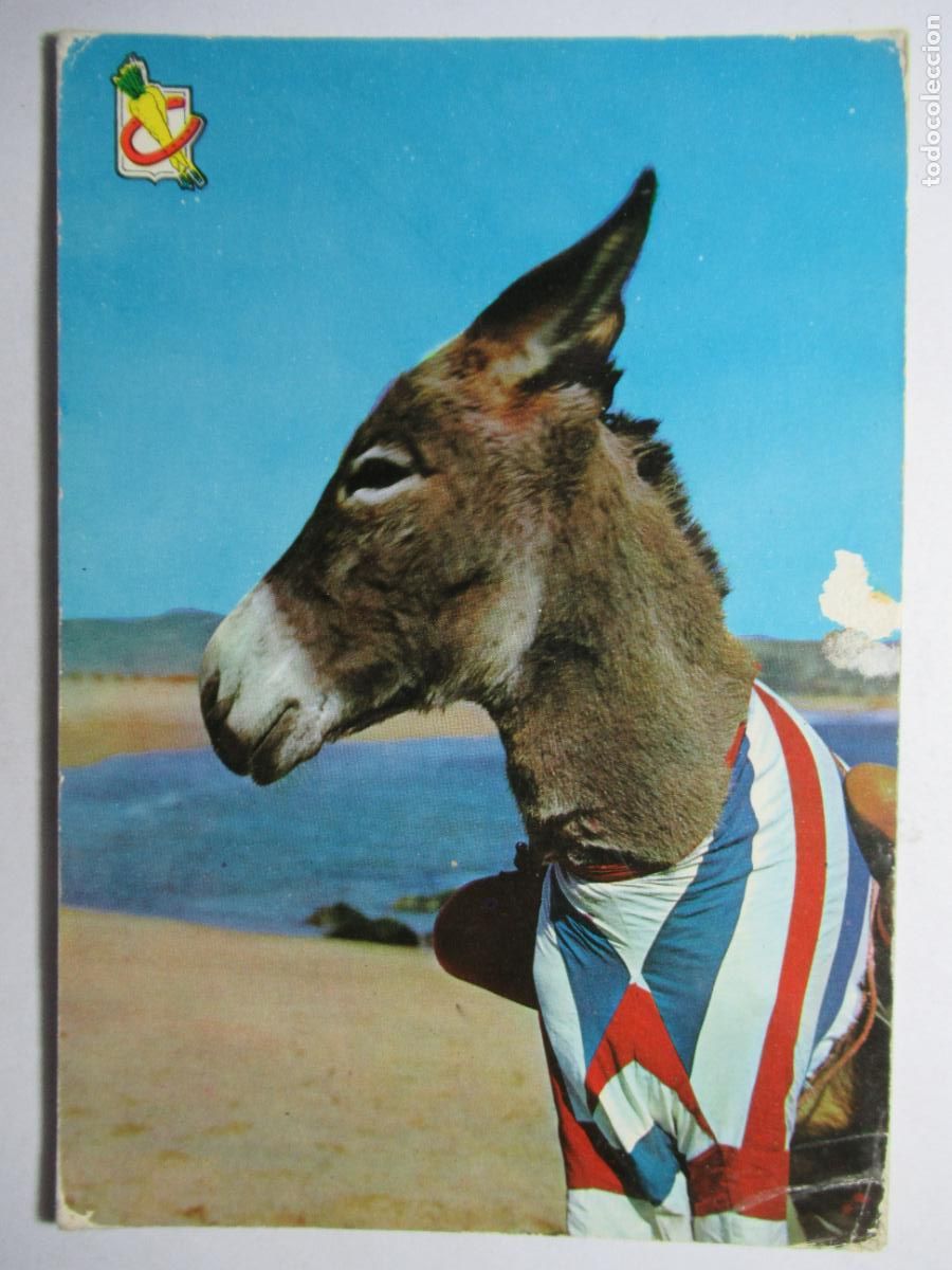 Postales: Postal burro / burrito en la playa - Foto 1
