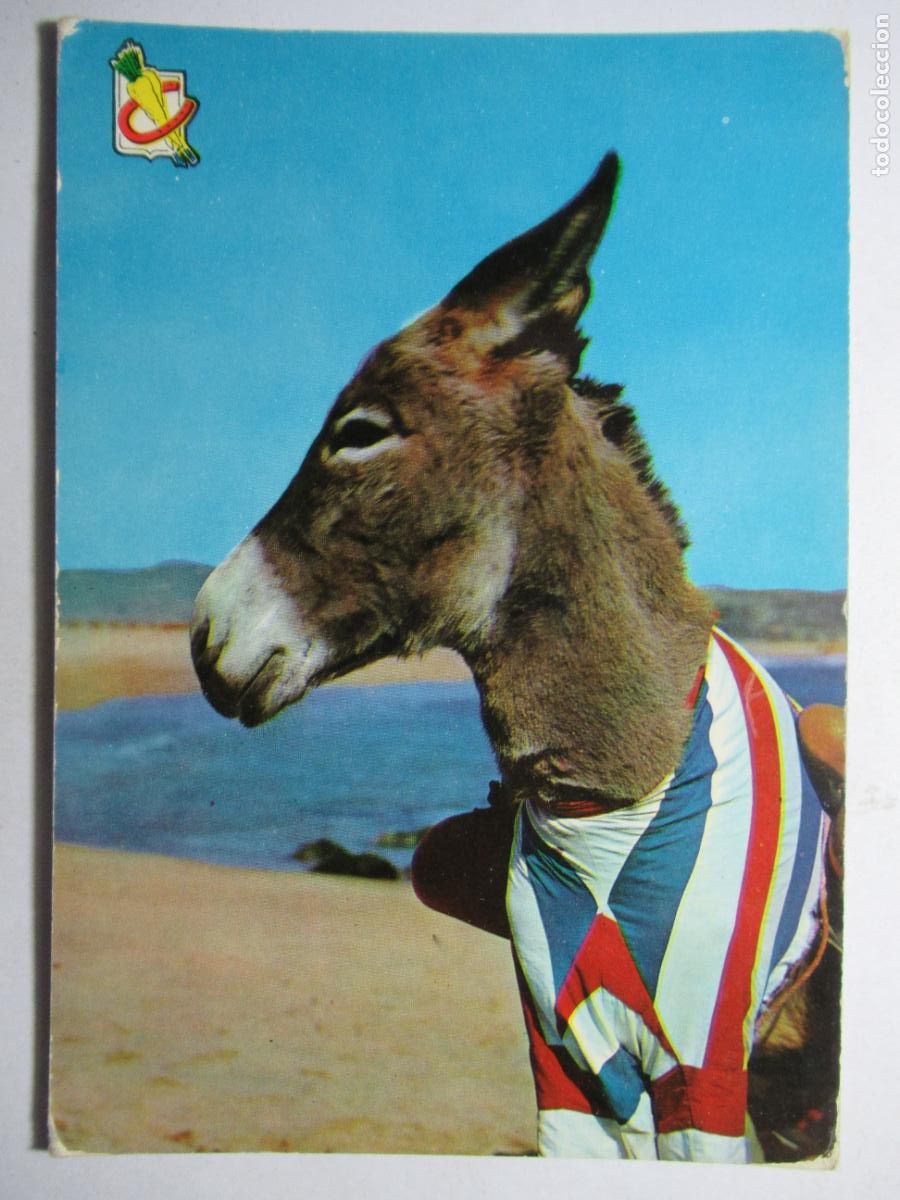 Postales: Postal burro / burrito en la playa - Foto 1