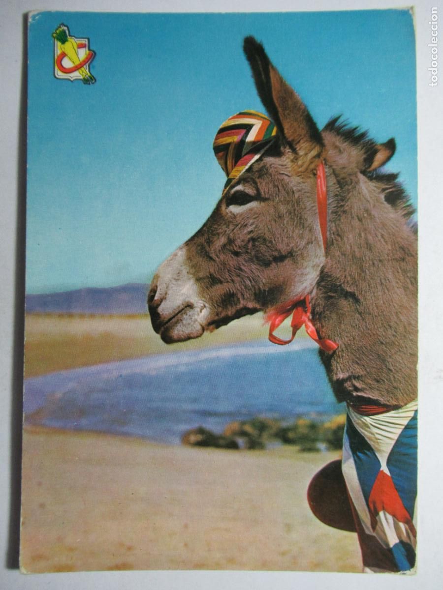Postales: Postal burro / burrito en la playa - Foto 1