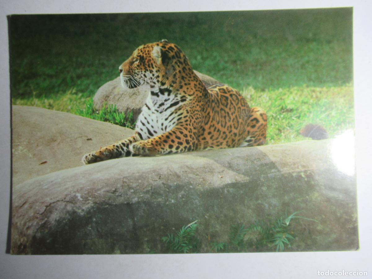 Postales: Postal de Brasil con tigre - Foto 1