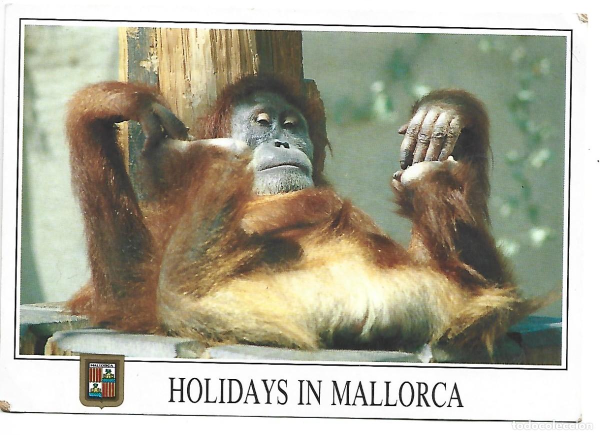 Postales: HOLIDAYS IN MALLORCA - BALEARES - Foto 1