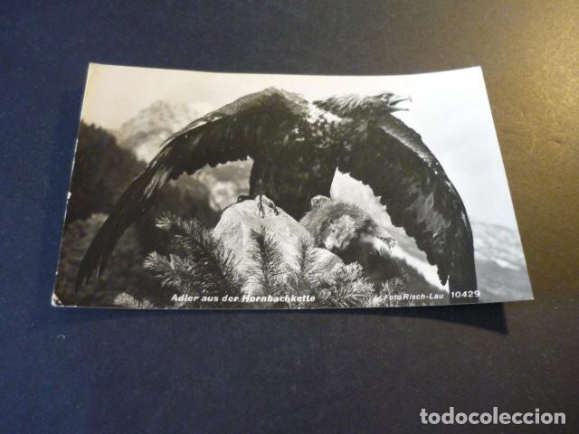 Postales: AGUILA IMPERIAL POSTAL - Foto 1