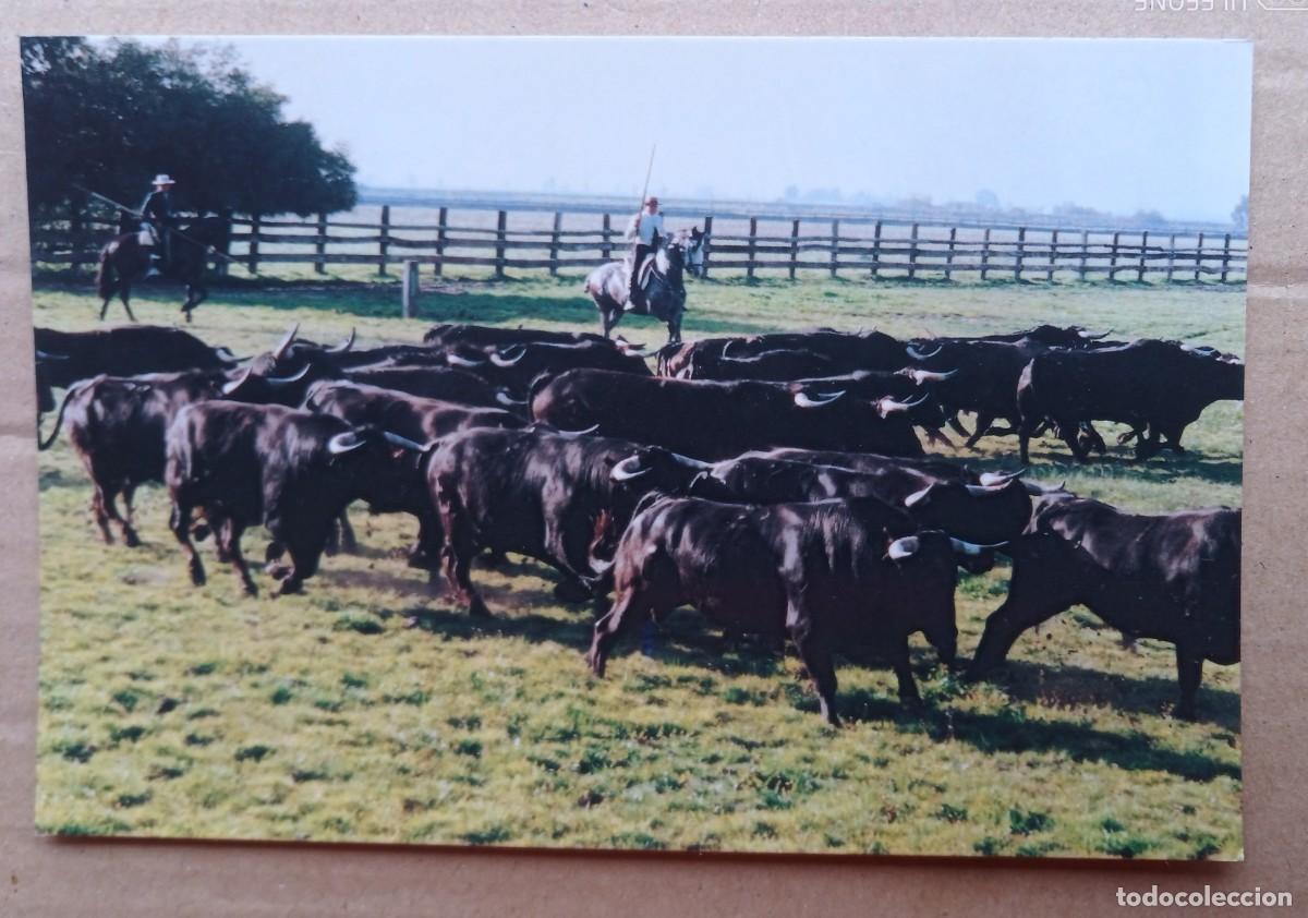 Cartes Postales: Postal Pura Casta - 15 PRE - En faena de campo.