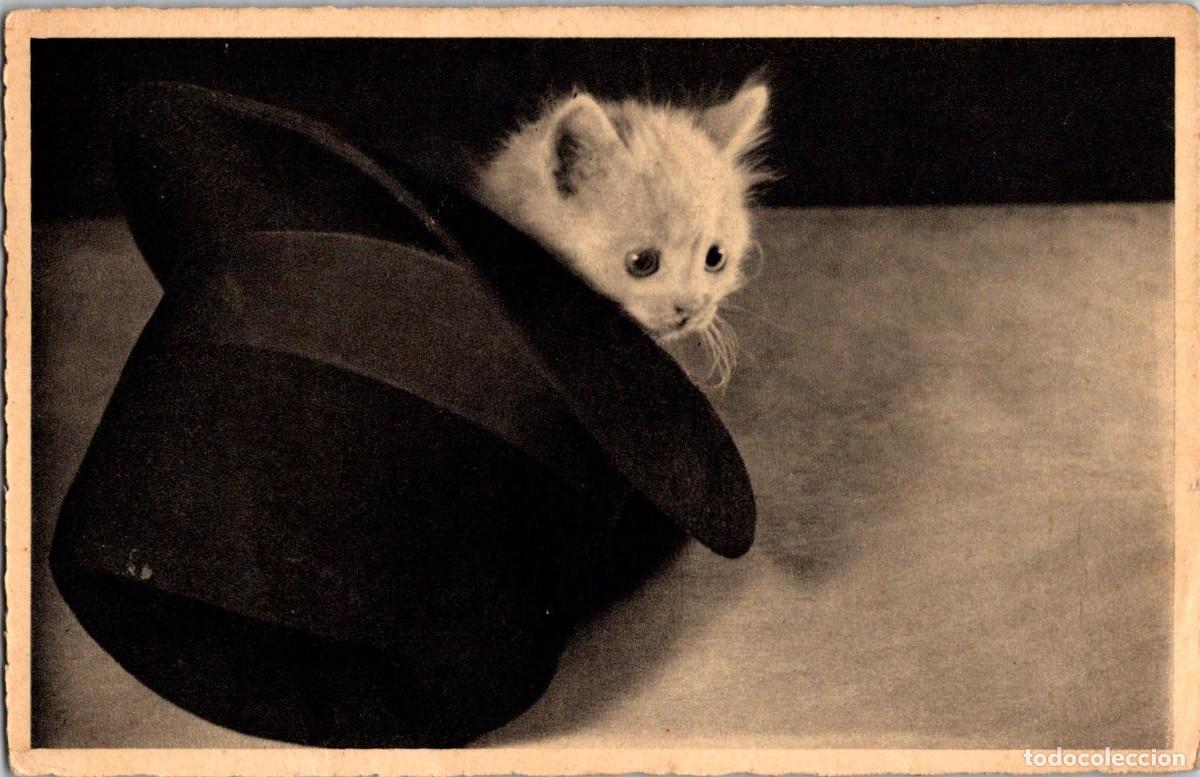 Cartes Postales: Gatito refugiado en un Sombrero - Ed. PG Par&iacute;s - 141x91mm