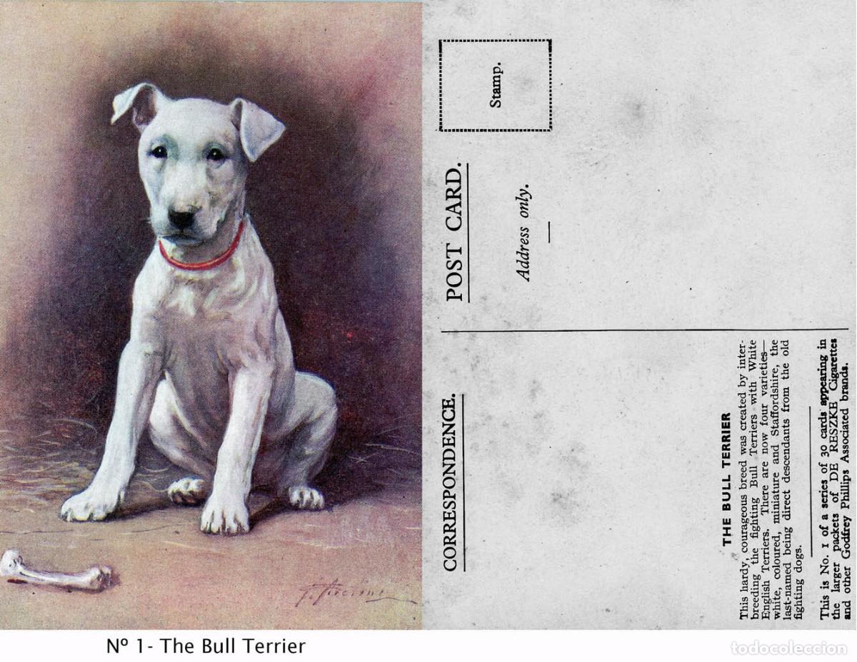 Postales: Perros Postales colecci&oacute;n - Foto 1