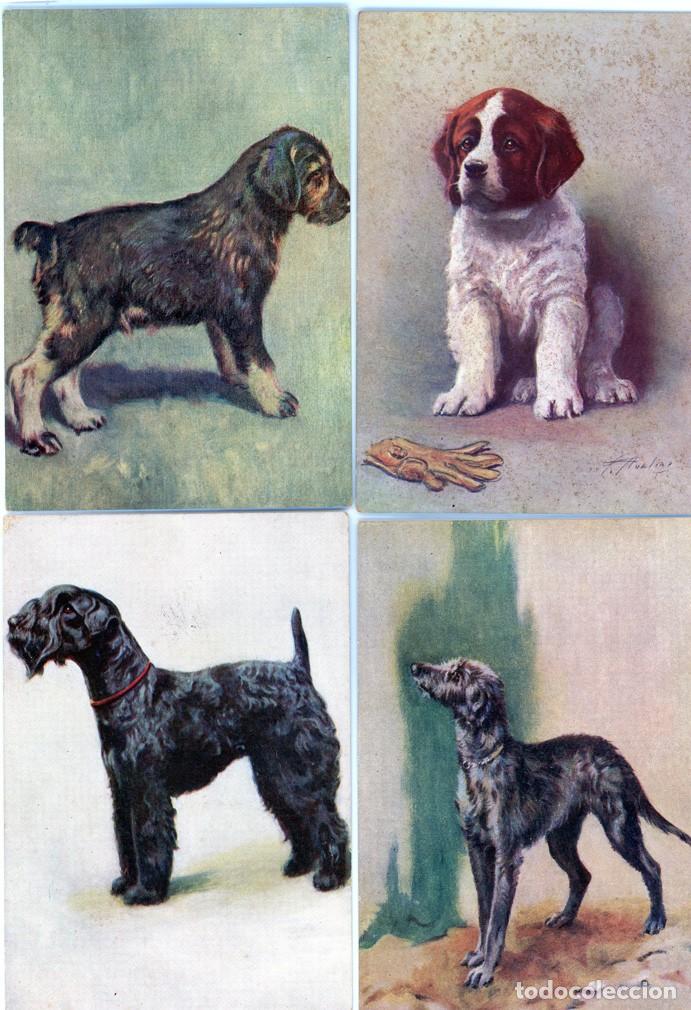 Postales: Perros Postales colecci&oacute;n - Foto 2
