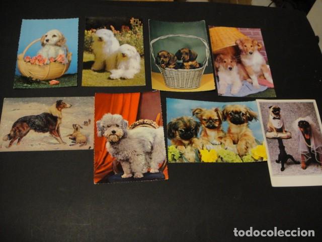 Postales: 28 postales de perros - Foto 3