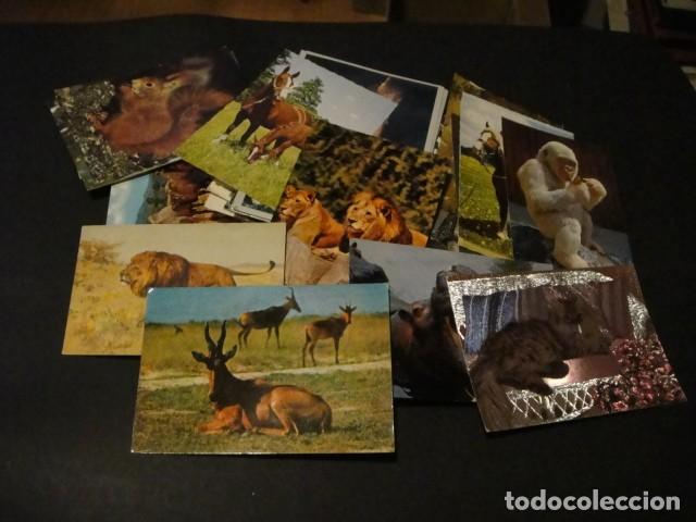 Cartes Postales: 125 postales animales varios