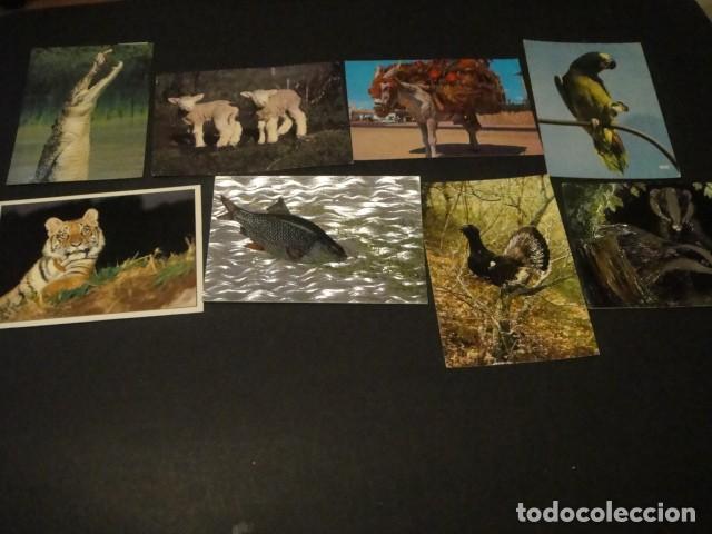 Postales: 125 postales animales varios - Foto 2