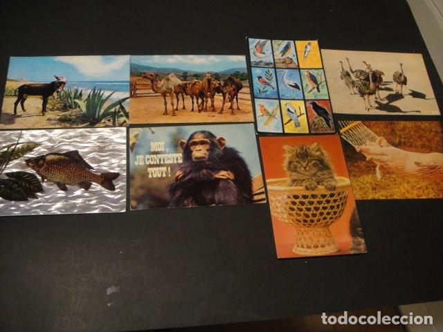Postales: 125 postales animales varios - Foto 3