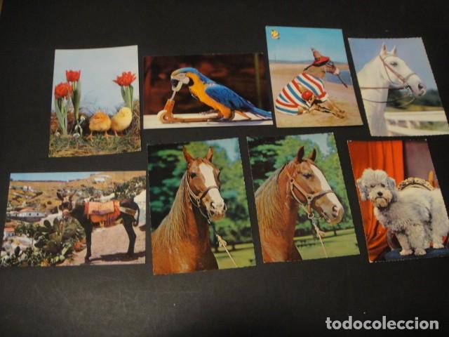 Postales: 125 postales animales varios - Foto 4
