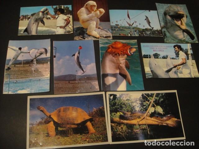 Postales: 125 postales animales varios - Foto 12