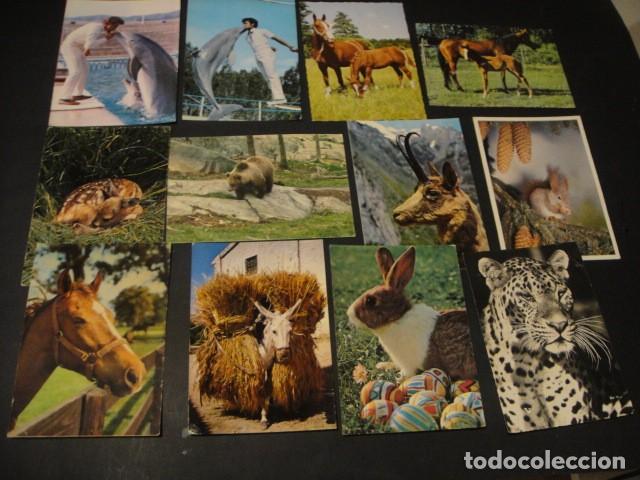Postales: 125 postales animales varios - Foto 13