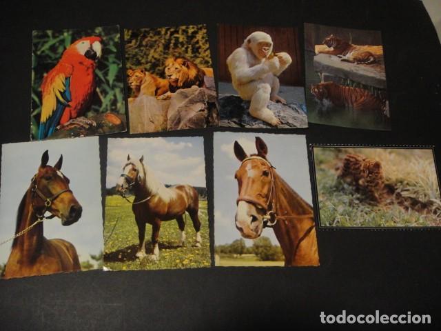 Postales: 125 postales animales varios - Foto 15