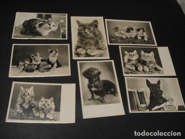 Cartes Postales: 8 postales gatos y perros