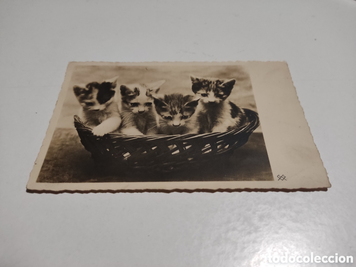 Cartes Postales: Postal antigua 1941 Gatos