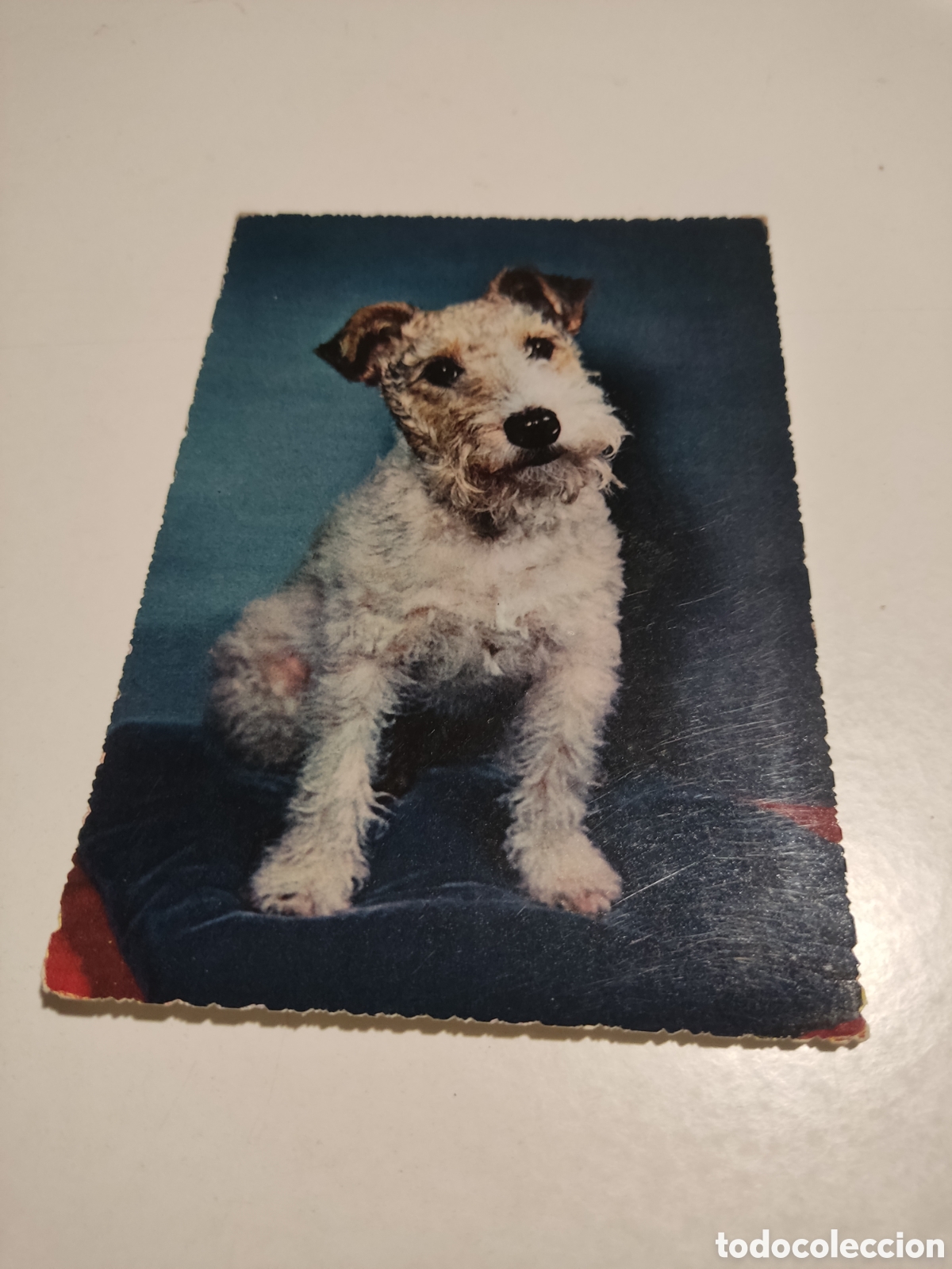 Cartes Postales: Postal perro................