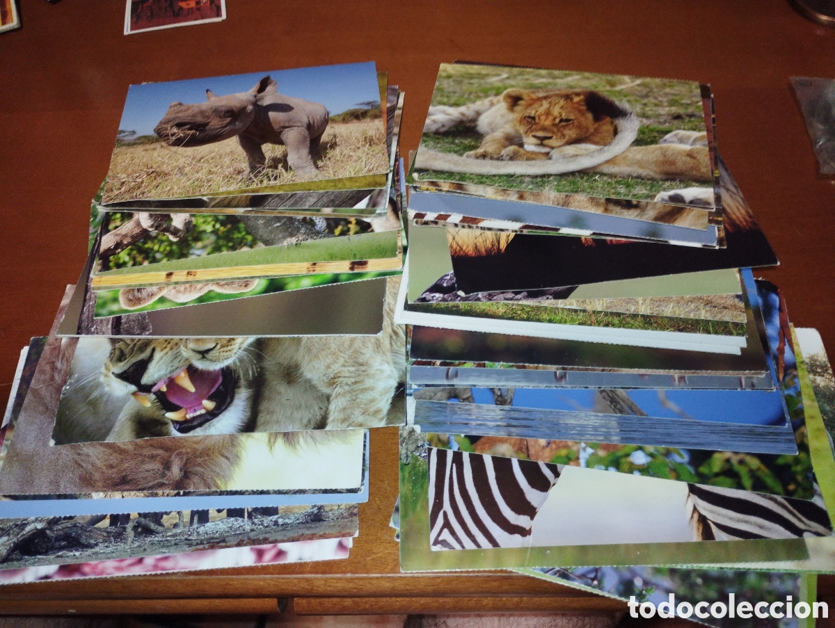 Cartes Postales: Lote de 50 postales de animales sin usar