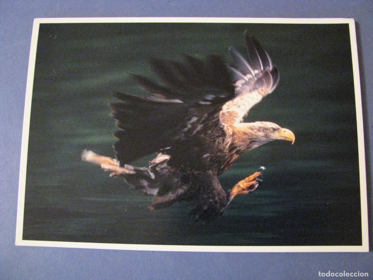 Cartes Postales: POSTAL DE WILDLIFE 99. LAS MEJORES FOTOGRAF&Iacute;AS DE NATURALEZA. AGUILA DE MAR PESCANDO.