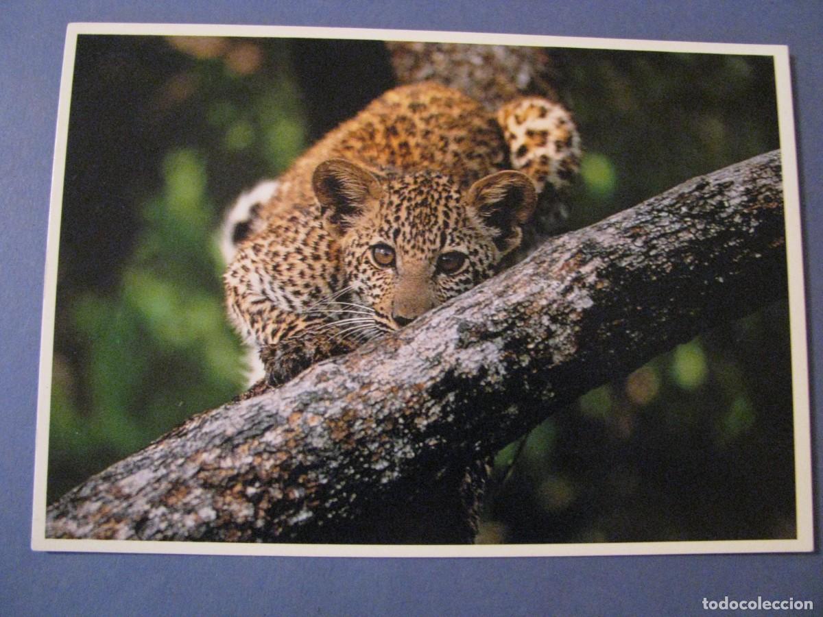 Cartes Postales: POSTAL DE WILDLIFE 99. LAS MEJORES FOTOGRAF&Iacute;AS DE NATURALEZA. CACHORRO DE LEOPARDO EN UN ARBOL.