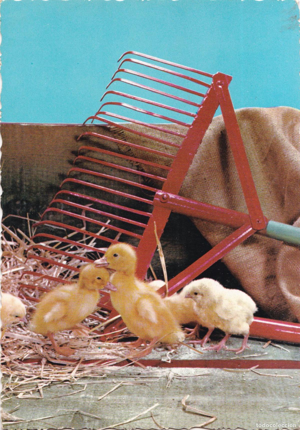 Cartes Postales: POSTAL A&Ntilde;OS 60 - POLLUELOS - EDITA CyZ N&ordm;6534 - ESCRITA