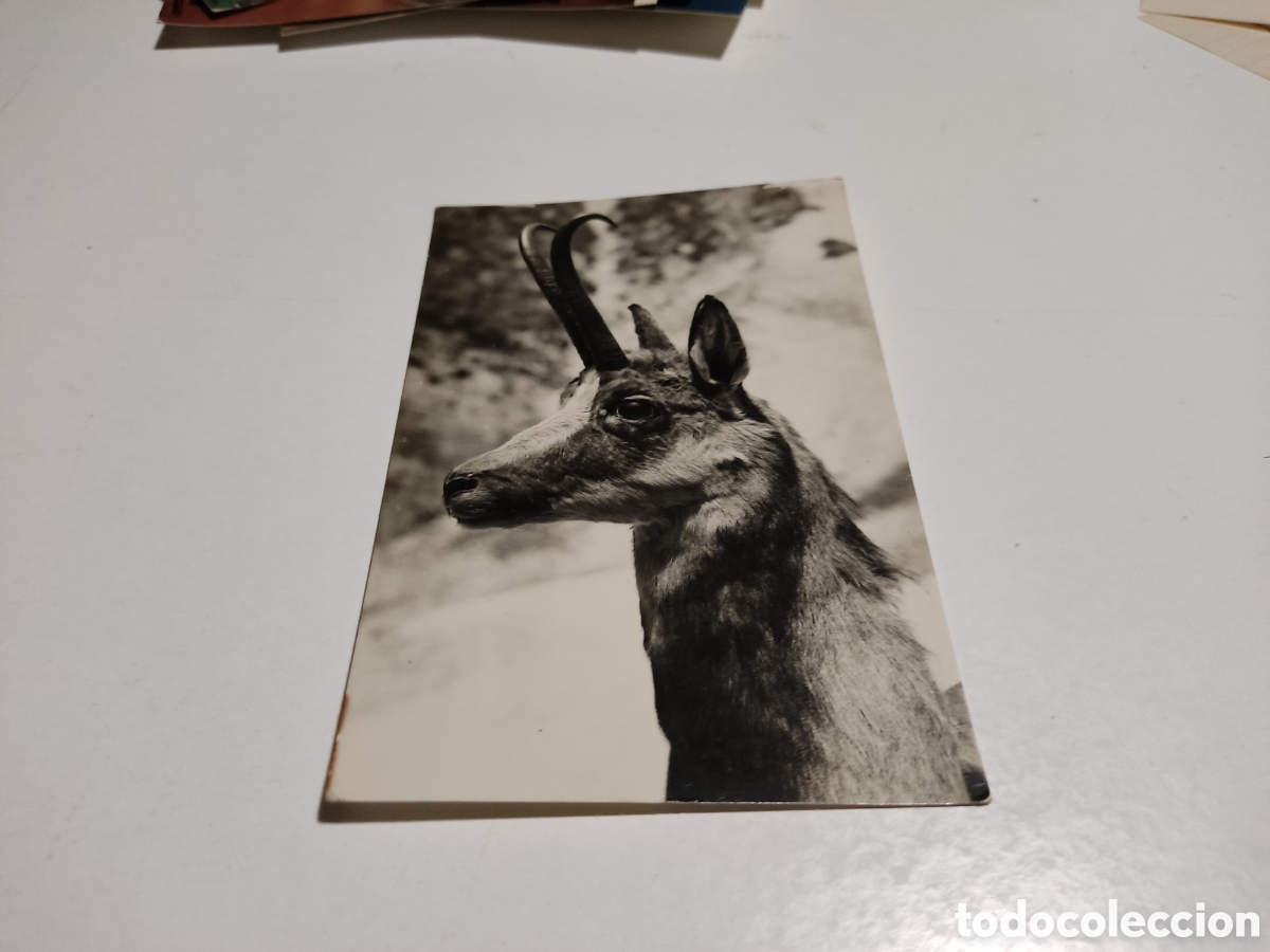 Postales: Postal cabeza de sarrio isard - Foto 1