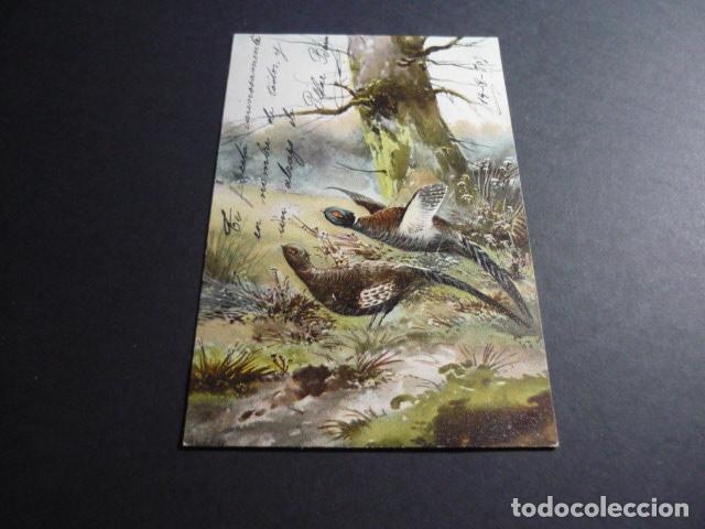 Postales: PAREJA DE FAISANES POSTAL - Foto 1