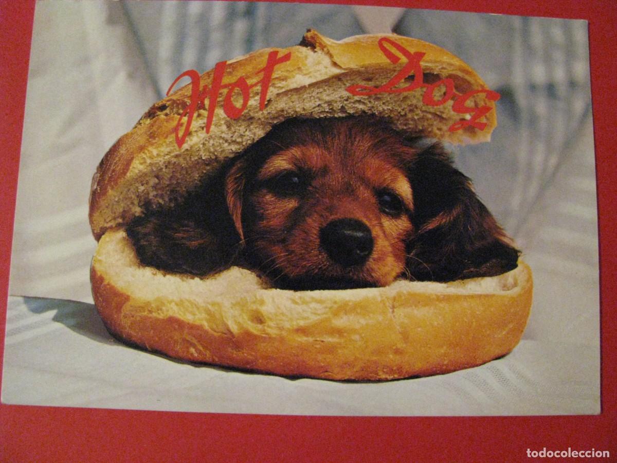 Cartes Postales: POSTAL BROMA. HOT DOG. ALEMANIA.