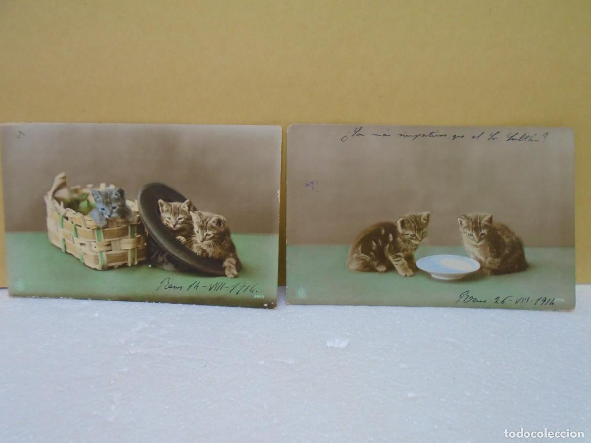 Cartes Postales: BONITAS POSTALES ESCRITAS EN REUS, AGOSTO 1914.SERIE GATITOS.