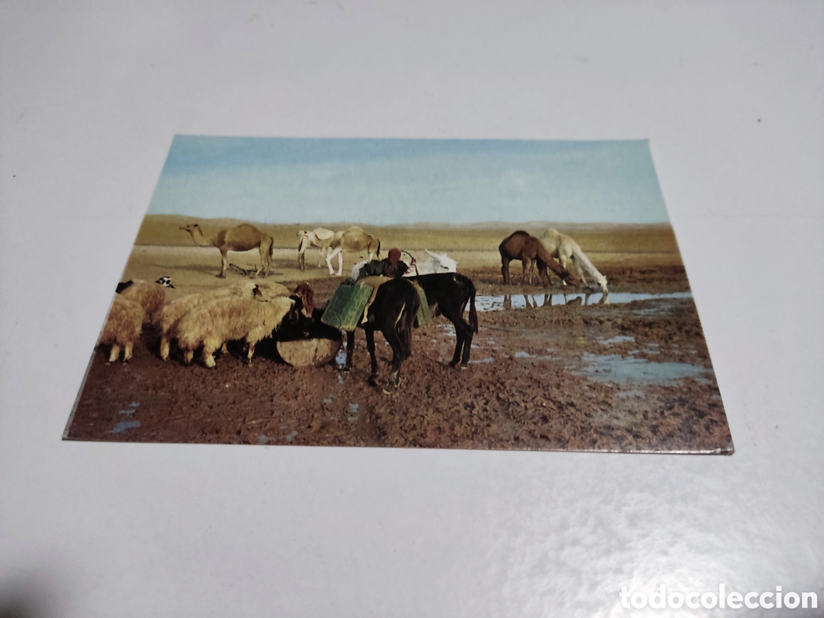 Postales: Postal desierto de Judea - Foto 1
