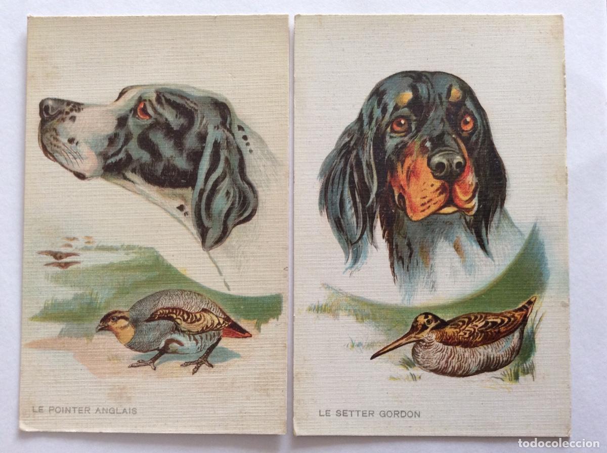 Postales: COLECCI&Oacute;N DE 6 POSTAL ILUSTRADA PERROS DE CAZA - Foto 4