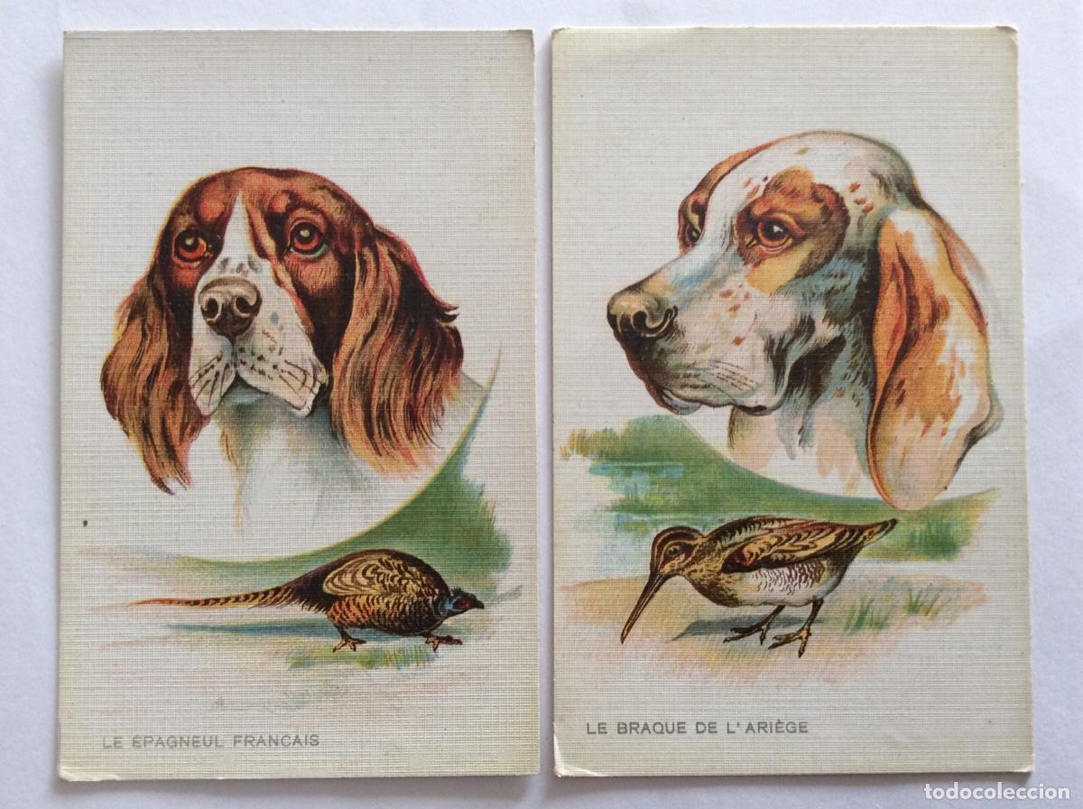 Postales: COLECCI&Oacute;N DE 6 POSTAL ILUSTRADA PERROS DE CAZA - Foto 5