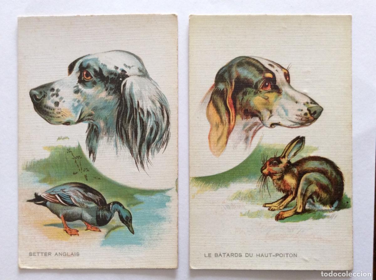 Postales: COLECCI&Oacute;N DE 6 POSTAL ILUSTRADA PERROS DE CAZA - Foto 6