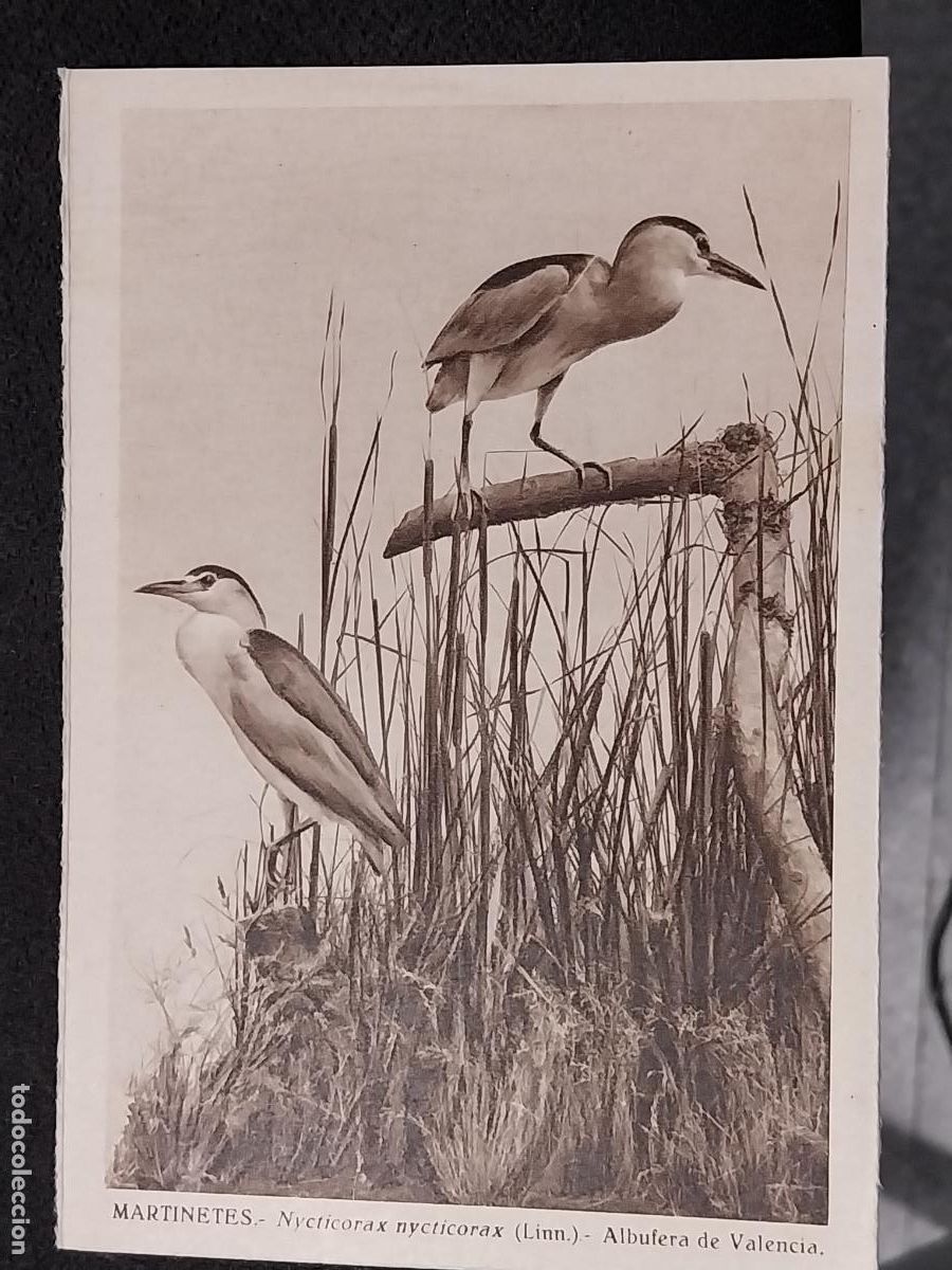 Postais: MARTINETES NYCTICORAX MUSEO CIENCIAS NATURALES ED DLM JOSE MARIA BENEDITO SC