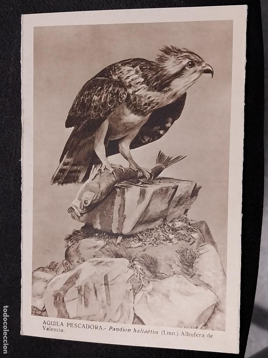Postais: AGUILA PESCADORA MUSEO CIENCIAS NATURALES ED DLM JOSE MARIA BENEDITO SC
