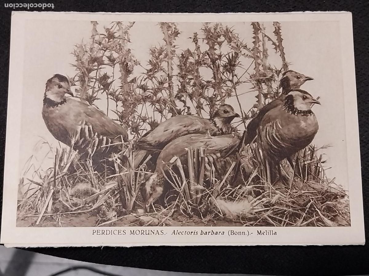 Postais: PERDICES MORUNAS MUSEO CIENCIAS NATURALES ED DLM JOSE MARIA BENEDITO SC