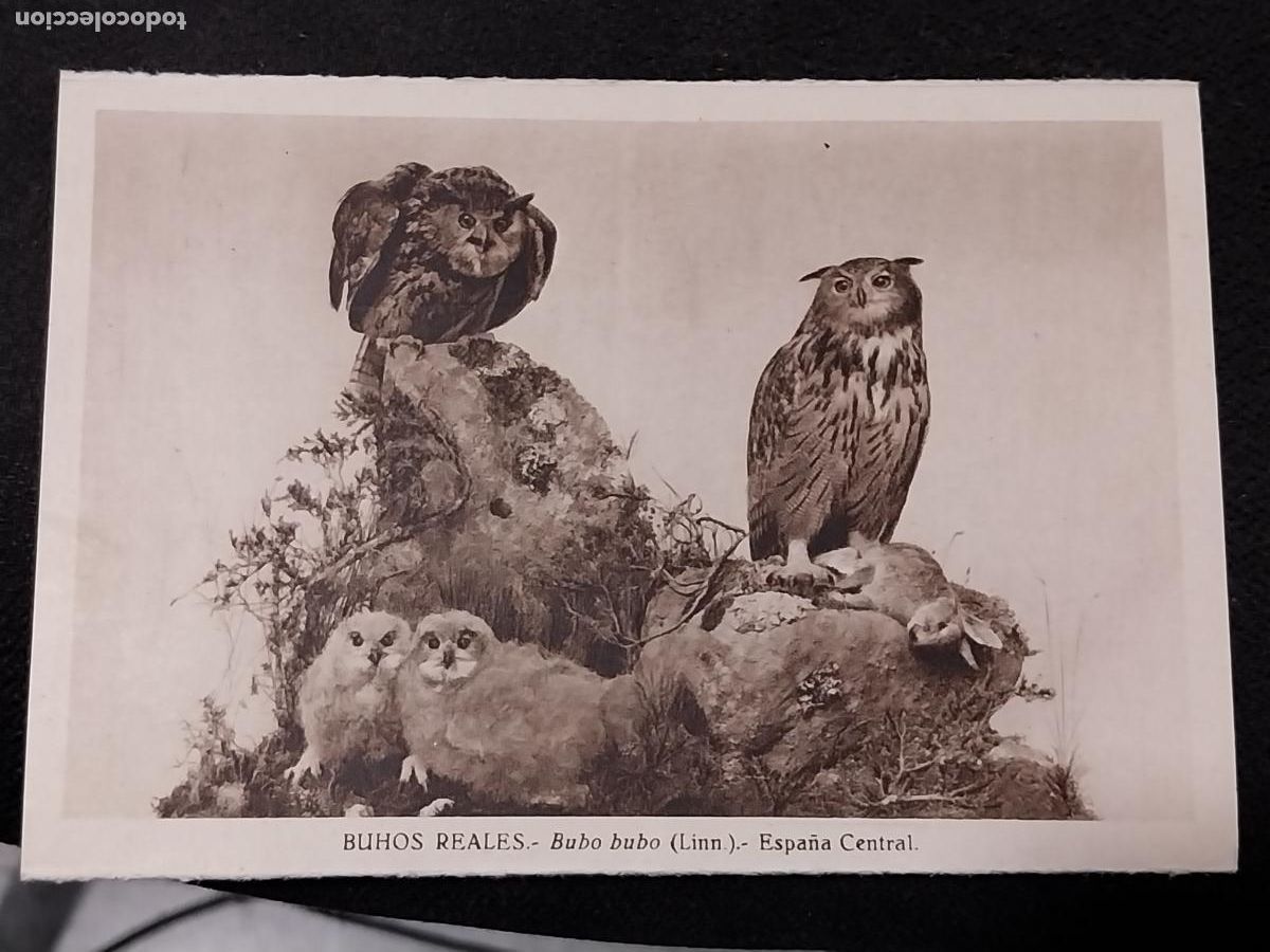 Postais: BUHOS REALES MUSEO CIENCIAS NATURALES ED DLM JOSE MARIA BENEDITO SC