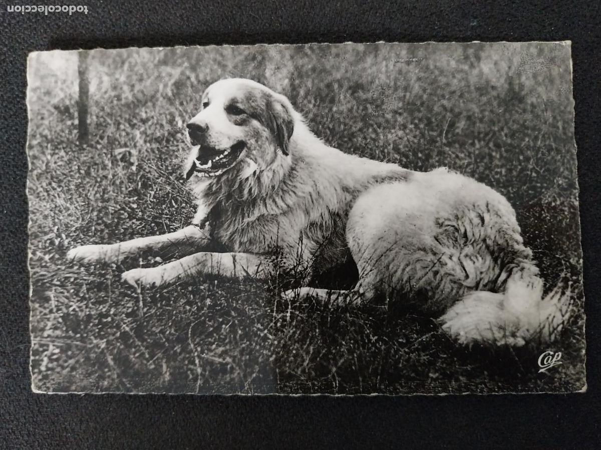 Postales: CHIEN DES PYRENEES PERRO 1958 POSTAL CIRCULADA - Foto 1