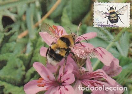 Postales: Portugal & Maxima, Insectos de las Azores, Megabombus ruderatus, Ponta Delgada 1984 (31)