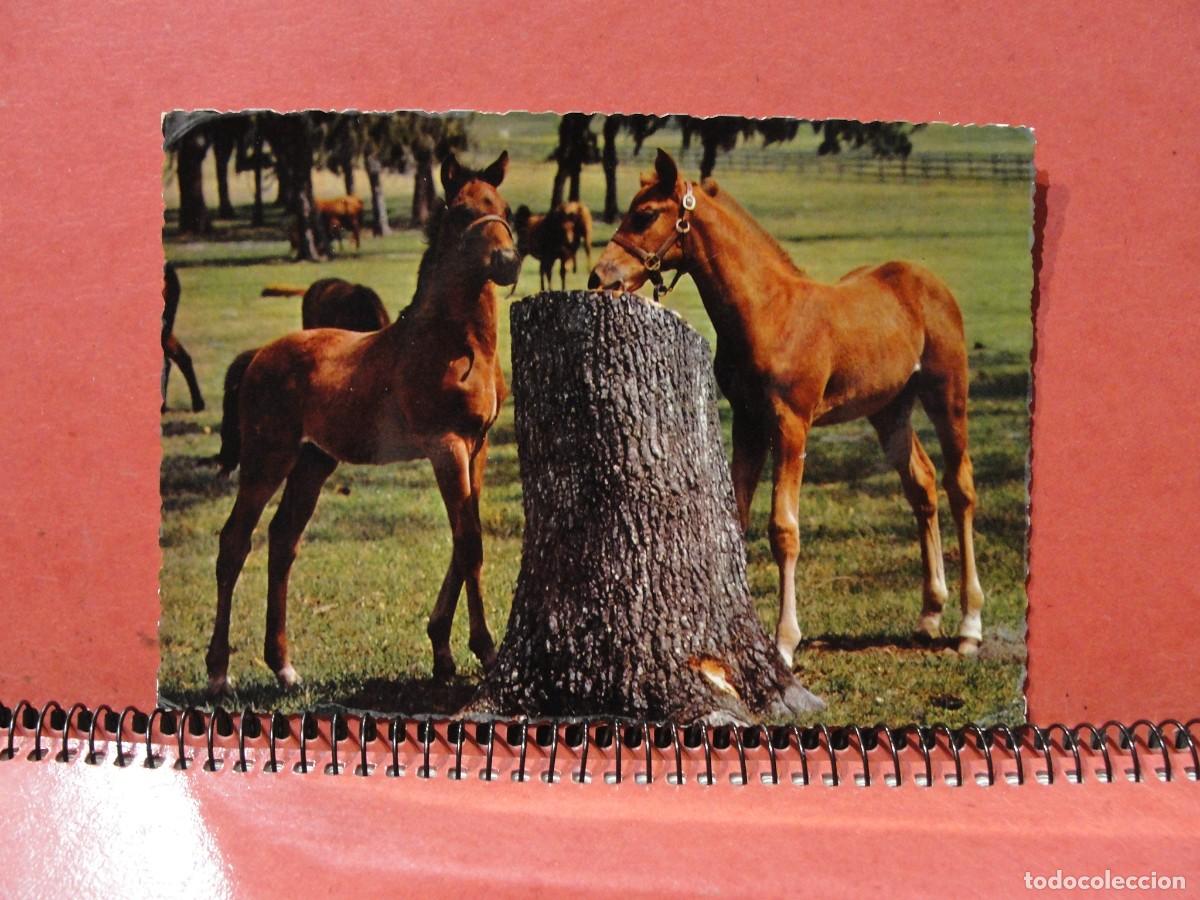 Postales: postal italiana con dos potrillos - cecami 890 - kodak extrachrome - a&ntilde;os 60 / no circulada