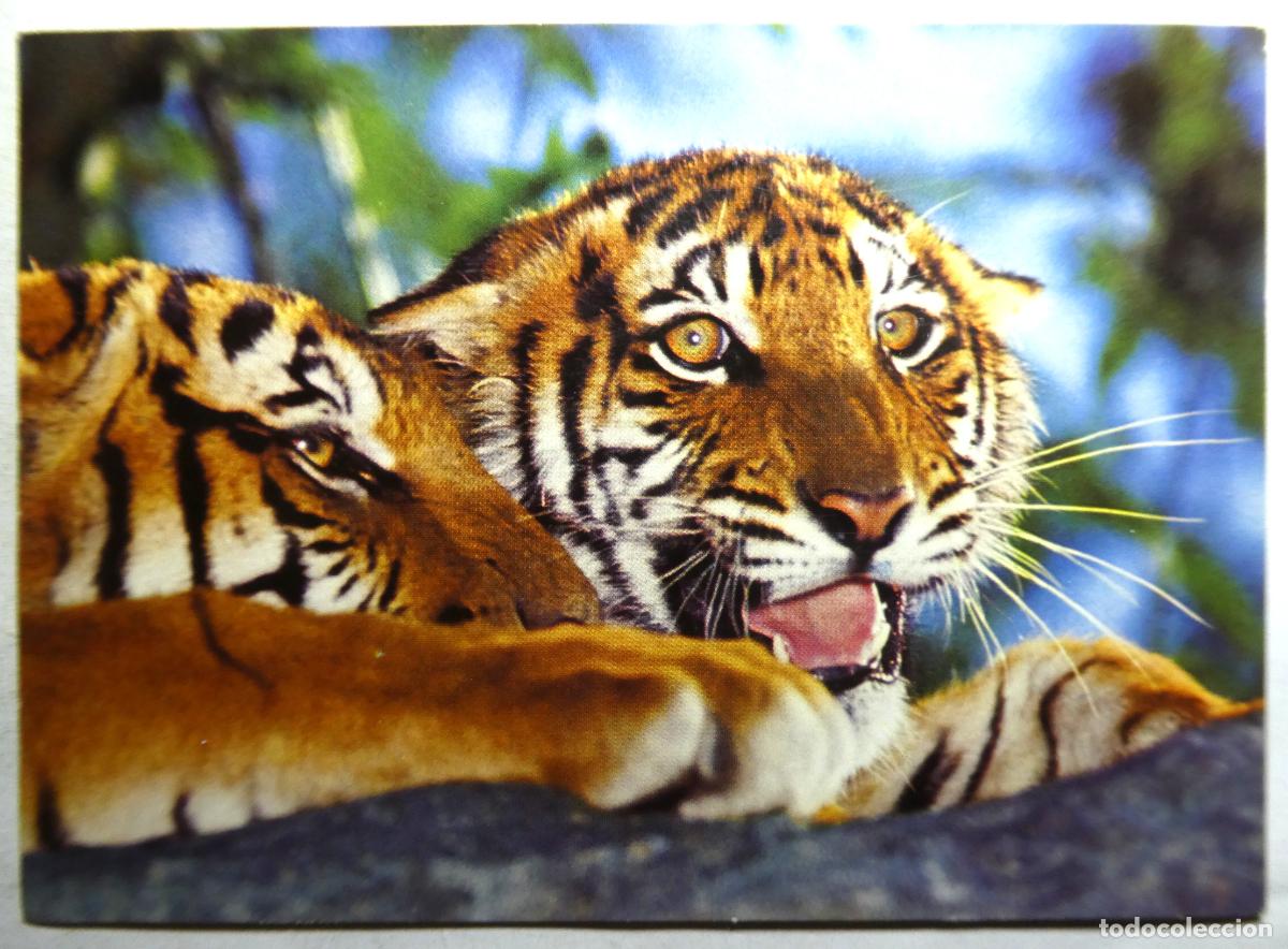 Postales: Postal de Tigres, sin escribir