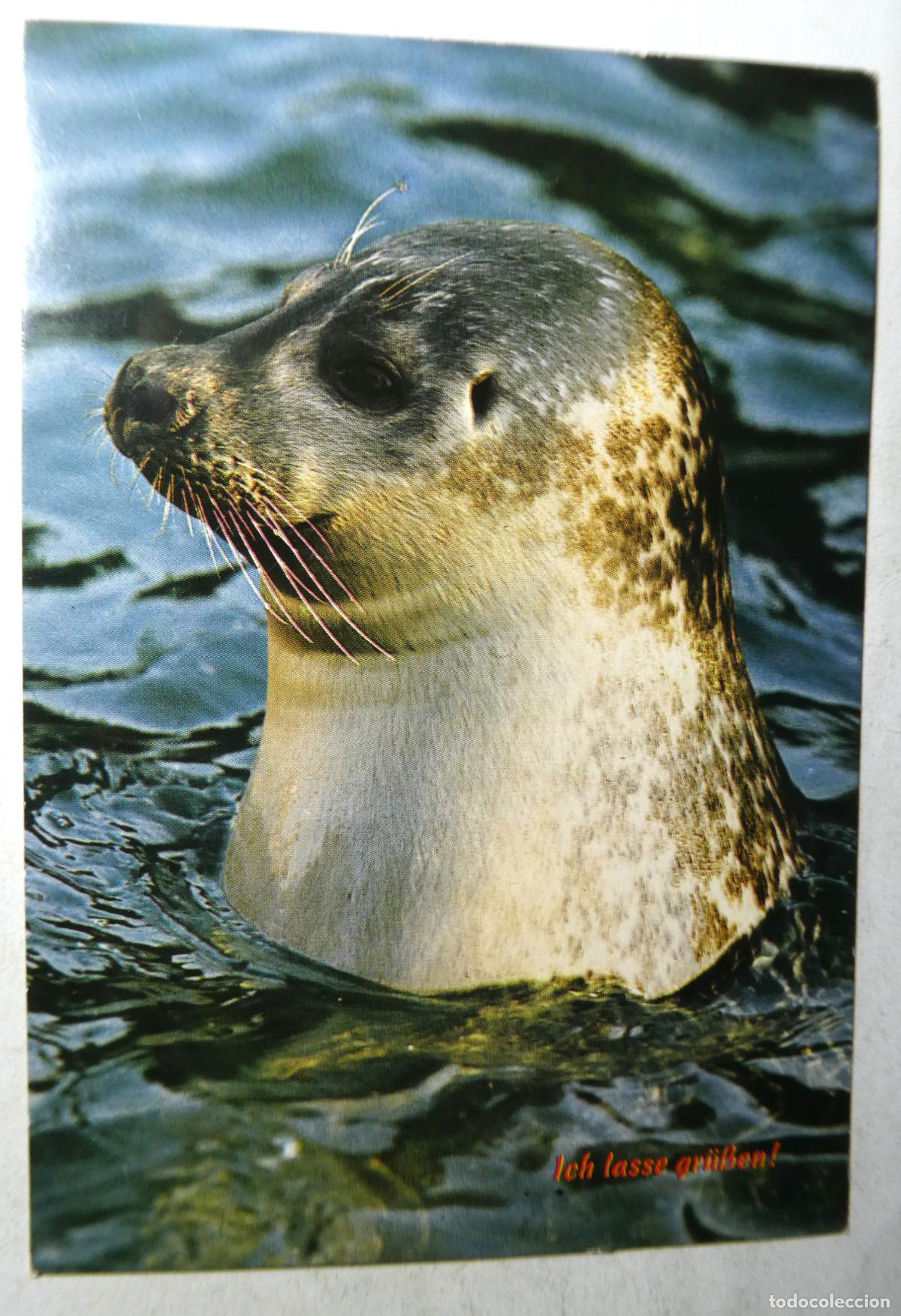 Postales: Postal de una Foca, escrita - Foto 1