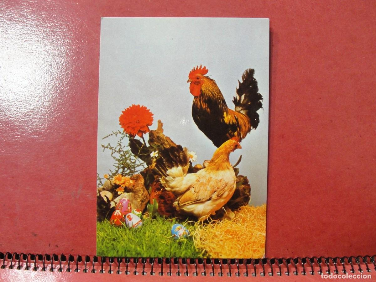 Postales: POSTAL SIN CIRCULAR - ED PERLA - GALLO Y GALLINA - MUY BUEN ESTADO - A&Ntilde;OS 60 - HUEVOS PASCUA