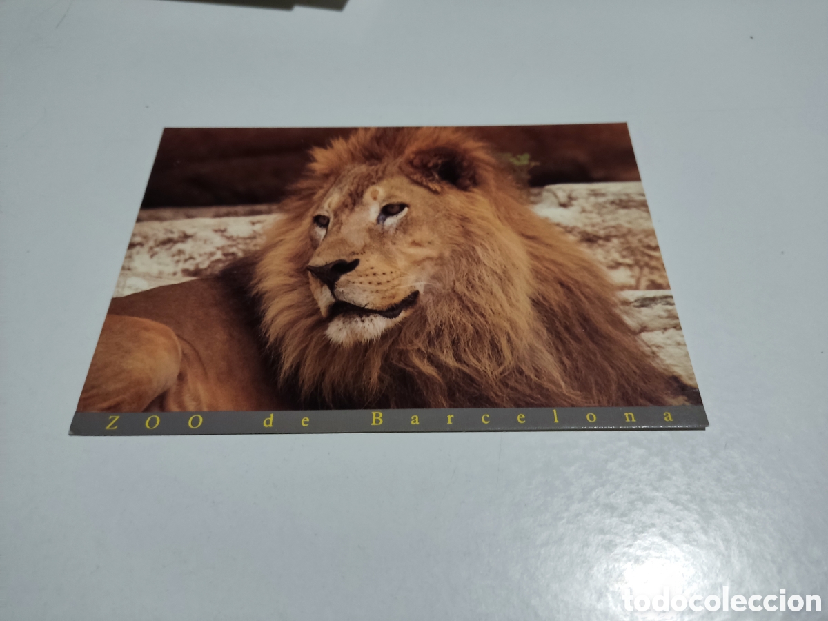 Postales: Postal Zoo de Barcelona Le&oacute;n - Foto 1