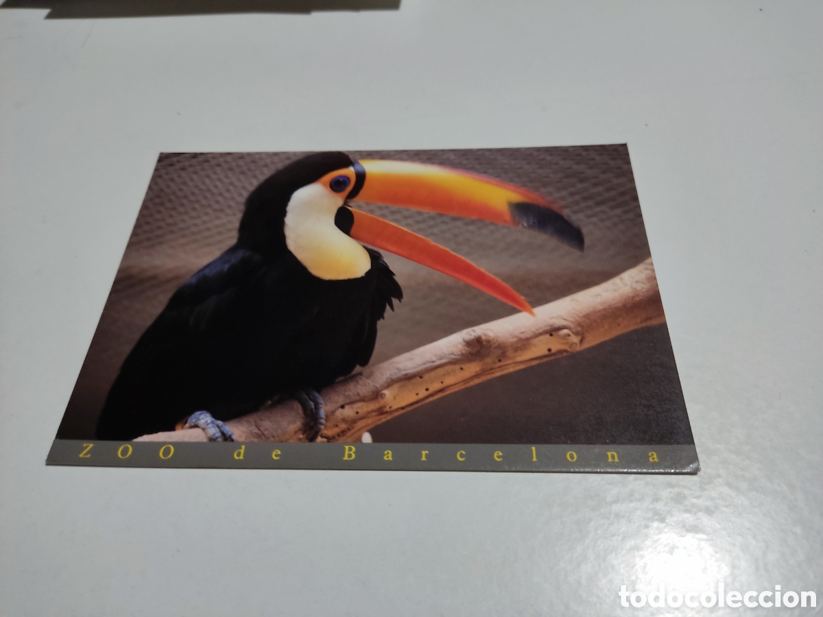 Postales: Postal Zoo de Barcelona tuc&aacute;n