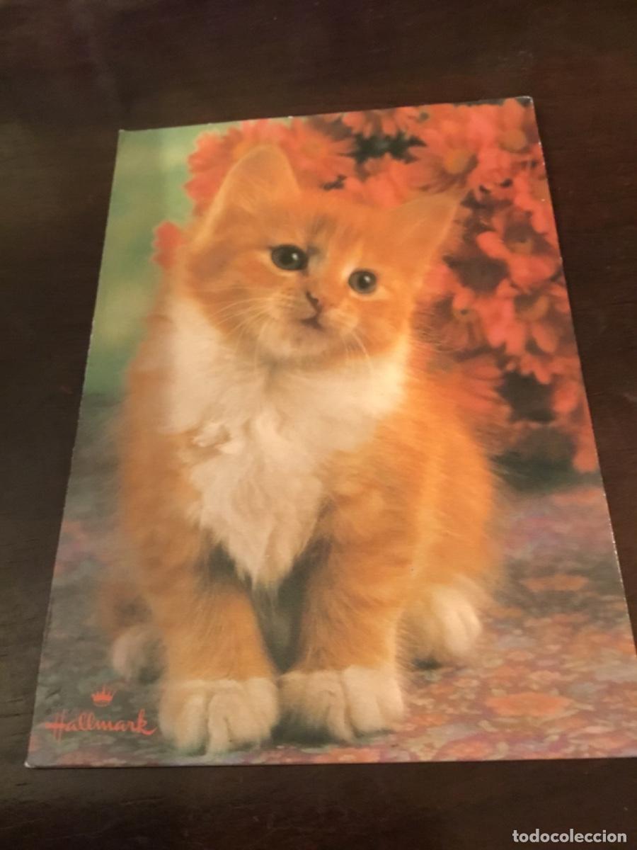 Postales: Postal gato color sin circular - Foto 1
